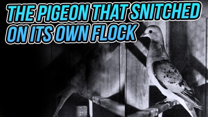 The Horrifying Origin of the Term “Stool Pigeon”